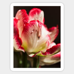 Parrot Tulip Sticker